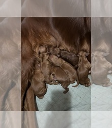 Mother's photo