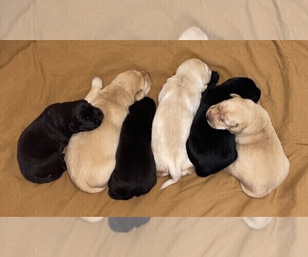 Medium Photo #5 Labrador Retriever Breeder Profile in BROWNS VALLEY, CA, USA