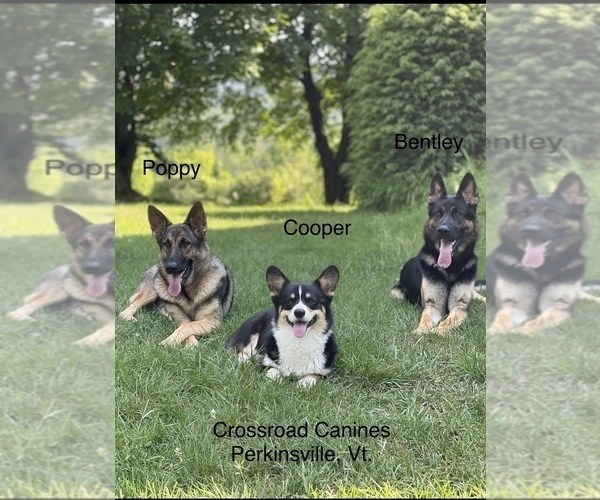 Medium Photo #2 German Shepherd Dog Breeder Profile in PERKINSVILLE, VT, USA