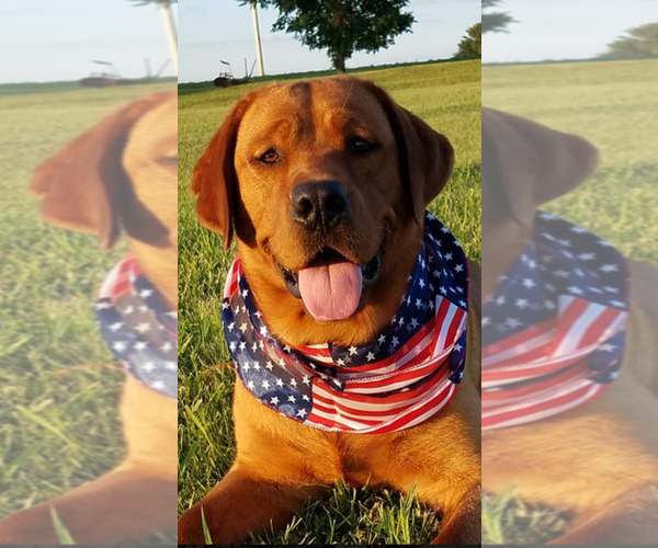 Medium Photo #1 Labrador Retriever Breeder Profile in BLUFF DALE, TX, USA
