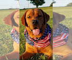 Small Photo #1 Labrador Retriever Breeder Profile in BLUFF DALE, TX, USA