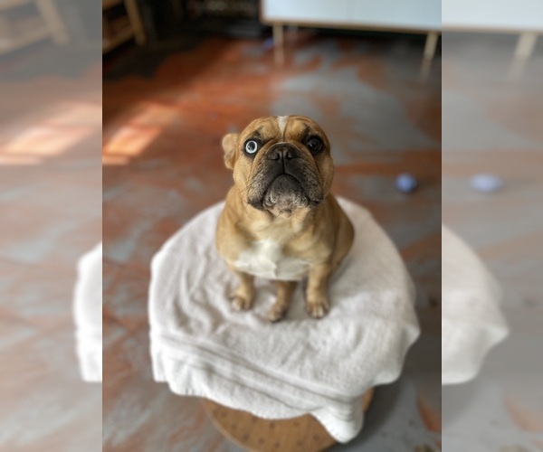 Medium Photo #2 Faux Frenchbo Bulldog Breeder Profile in HOODSPORT, WA, USA
