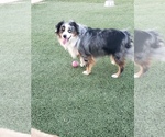 Small Photo #2 Aussie-Corgi Breeder Profile in BRIGGSDALE, CO, USA