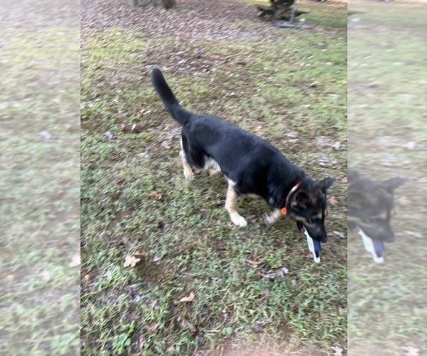 Medium Photo #3 German Shepherd Dog Breeder Profile in SEAGROVE, NC, USA