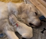Small Photo #6 English Cream Golden Retriever Breeder Profile in SPOTSYLVANIA, VA, USA