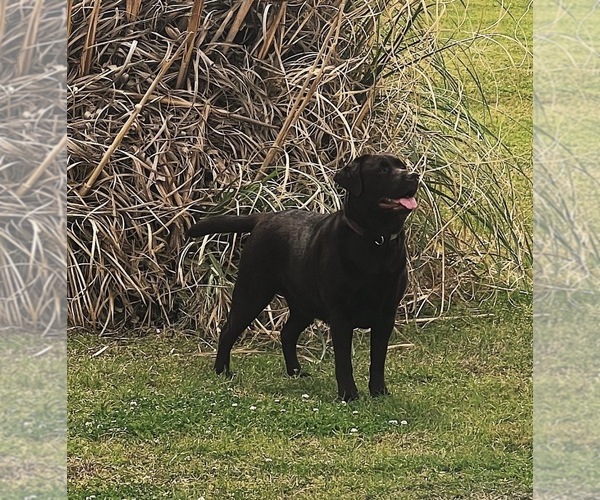 Medium Photo #1 Labrador Retriever Breeder Profile in HOLLY SPRINGS, NC, USA