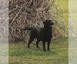 Small Photo #2 Labrador Retriever Breeder Profile in HOLLY SPRINGS, NC, USA