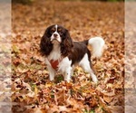 Small Photo #3 Cavalier King Charles Spaniel Breeder Profile in JACKSON, OH, USA