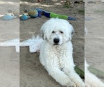 Small Photo #4 Portuguese Water Dog Breeder Profile in DES MOINES, IA, USA