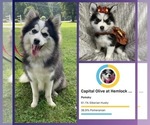 Small Photo #7 Pomsky Breeder Profile in VENUS, PA, USA