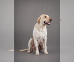 Small Photo #4 Labrador Retriever Breeder Profile in WHITNEY, TX, USA