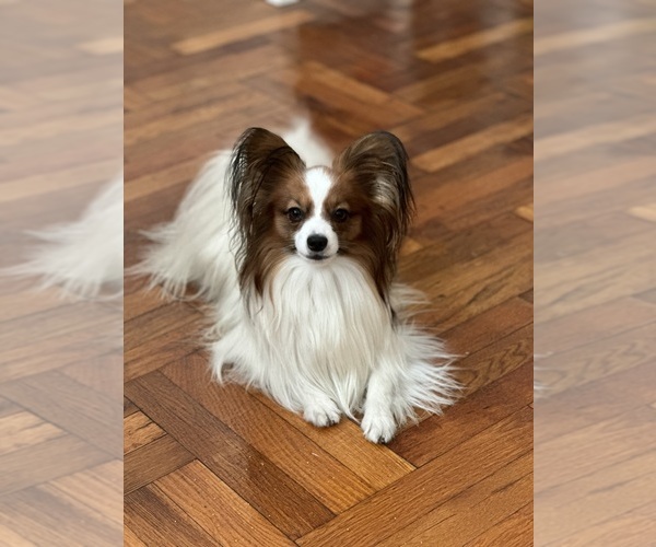 Medium Photo #1 Papillon Breeder Profile in BROOKLYN, NY, USA
