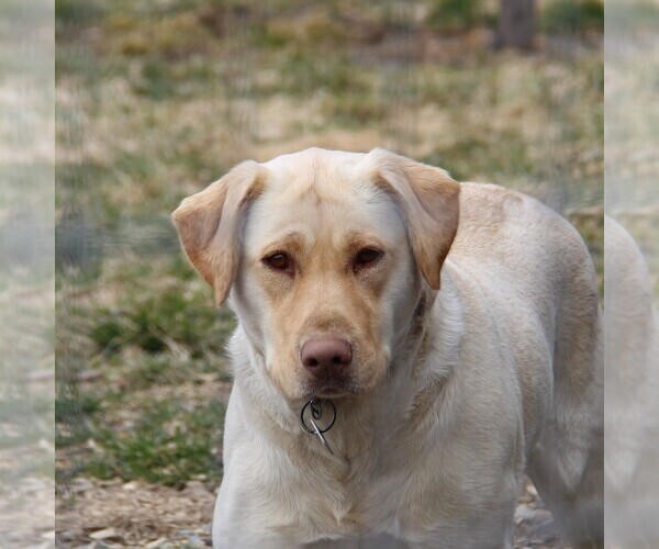 Medium Photo #3 Labrador Retriever Breeder Profile in HYDE PARK, VT, USA