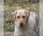 Small Photo #6 Labrador Retriever Breeder Profile in HYDE PARK, VT, USA