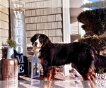 Small Photo #2 Bernese Mountain Dog Breeder Profile in SYRACUSE, IN, USA