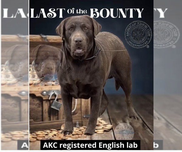 Medium Photo #1 Labrador Retriever Breeder Profile in FREDERICKSBG, OH, USA