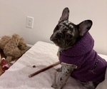Small Photo #6 French Bulldog Breeder Profile in NARRAGANSETT, RI, USA