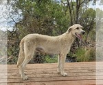 Small Photo #2 Irish Wolfhound-Poodle (Standard) Mix Breeder Profile in CEDAREDGE, CO, USA
