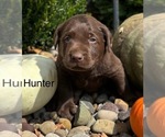 Small Photo #14 Labrador Retriever Breeder Profile in FREDERICKSBG, OH, USA
