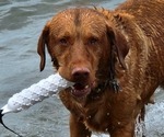 Small Photo #1 Labrador Retriever Breeder Profile in BUFFALO, NY, USA