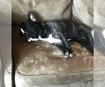 Small Photo #2 Faux Frenchbo Bulldog Breeder Profile in PULASKI, TN, USA