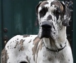 Small Photo #1 Great Dane Breeder Profile in LANGHORNE, PA, USA