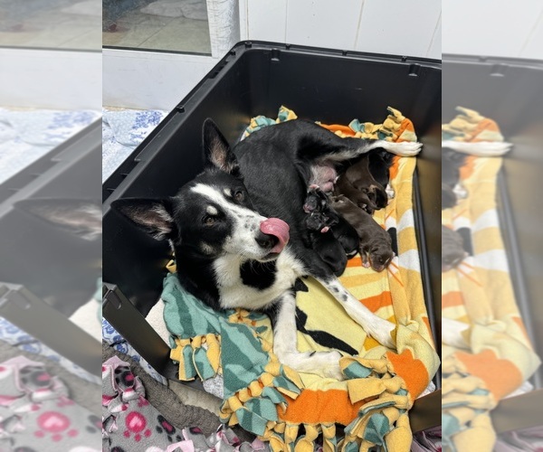 Medium Photo #1 Finnish Lapphund Breeder Profile in BOCA RATON, FL, USA