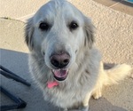 Small Photo #7 English Cream Golden Retriever Breeder Profile in PLYMOUTH, CA, USA