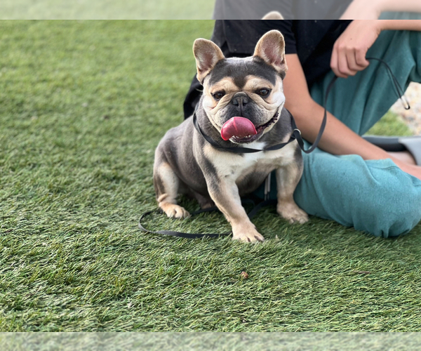 Medium Photo #3 French Bulldog Breeder Profile in IRVINE, CA, USA