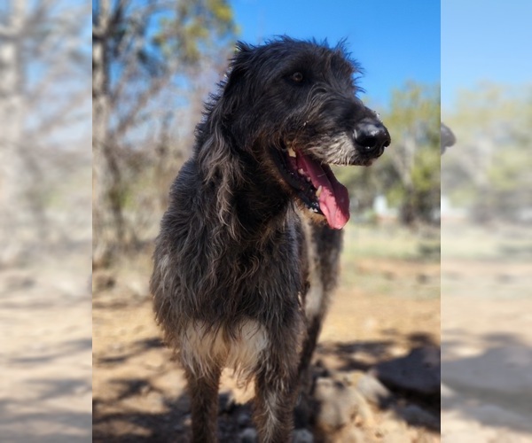 Medium Photo #1 Irish Wolfhound-Poodle (Standard) Mix Breeder Profile in CEDAREDGE, CO, USA