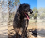 Small Photo #1 Irish Wolfhound-Poodle (Standard) Mix Breeder Profile in CEDAREDGE, CO, USA