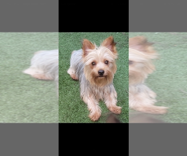 Medium Photo #1 Yorkshire Terrier Breeder Profile in AKRON, OH, USA
