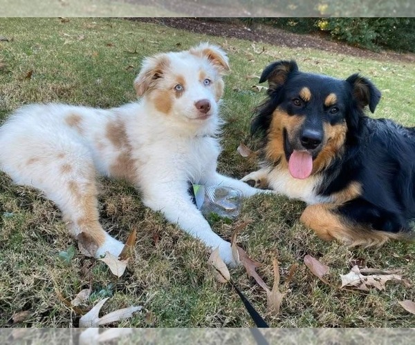 Medium Photo #7 Australian Shepherd Breeder Profile in GREER, SC, USA