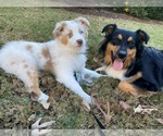Small Photo #7 Australian Shepherd Breeder Profile in GREER, SC, USA