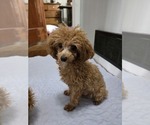 Small Photo #2 Shih Tzu Breeder Profile in BUFFALO, NY, USA