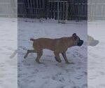 Small Photo #1 Cane Corso Breeder Profile in MOUNT MORRIS, MI, USA