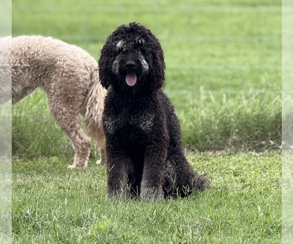 Medium Photo #1 Goldendoodle Breeder Profile in SARASOTA, FL, USA