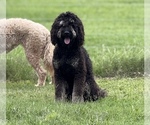 Small Photo #1 Goldendoodle Breeder Profile in SARASOTA, FL, USA