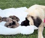 Small Photo #1 Mastiff Breeder Profile in ATWATER, CA, USA