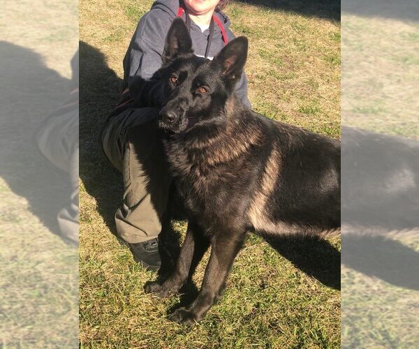Medium Photo #3 German Shepherd Dog Breeder Profile in NEWVILLE, PA, USA