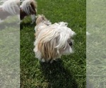Small Photo #2 Shih Tzu Breeder Profile in BUFFALO, NY, USA