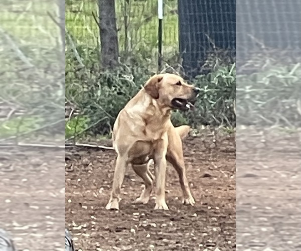 Medium Photo #1 Labrador Retriever Breeder Profile in BROWNS VALLEY, CA, USA