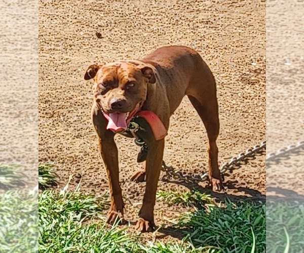 Medium Photo #2 American Pit Bull Terrier Breeder Profile in CHARLOTTE, NC, USA