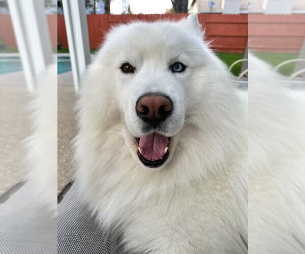 Medium Photo #3 Samoyed Breeder Profile in DALY CITY, CA, USA