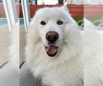 Small Photo #3 Samoyed Breeder Profile in DALY CITY, CA, USA
