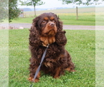 Small Photo #1 Cavapoo Breeder Profile in THORP, WI, USA