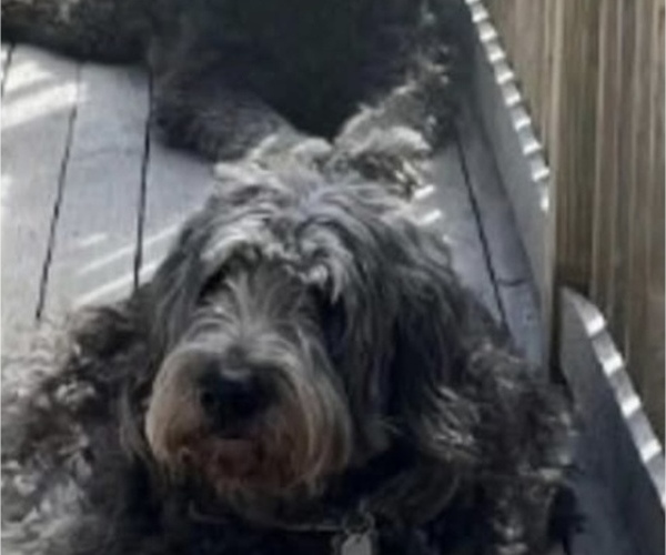 Medium Photo #5 Goldendoodle Breeder Profile in EXETER, RI, USA