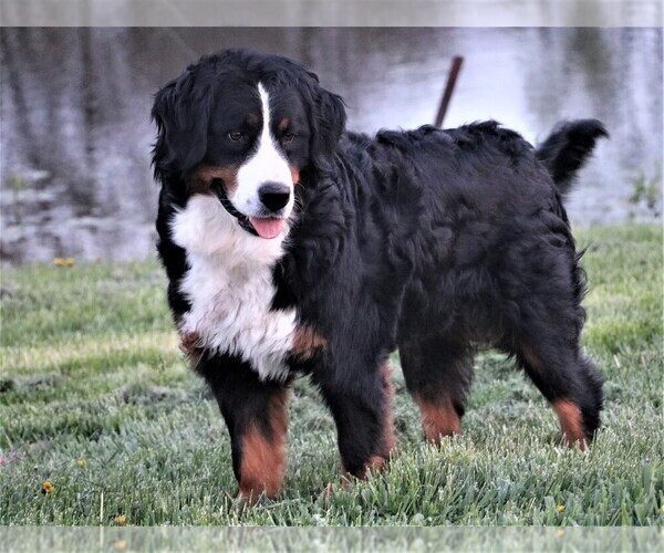 Medium Photo #1 Bernese Mountain Dog Breeder Profile in SYRACUSE, IN, USA