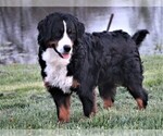 Small Photo #3 Bernese Mountain Dog Breeder Profile in SYRACUSE, IN, USA