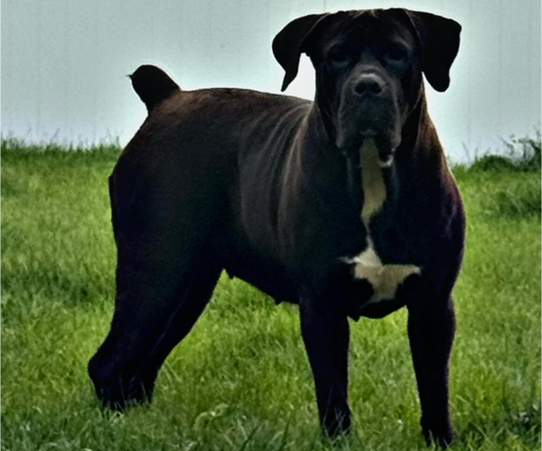 Medium Photo #8 Boerboel Breeder Profile in BELLEVUE, NE, USA